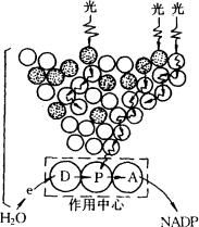 原初電子受體