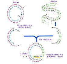 基因重組概念