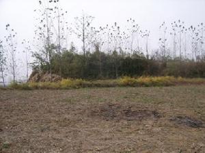 鄫國故城西南城牆遺址