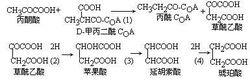 丙酸發酵