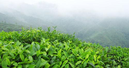 凌雲茶山