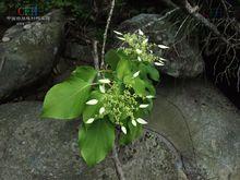 追地風（又名：鑽地風）