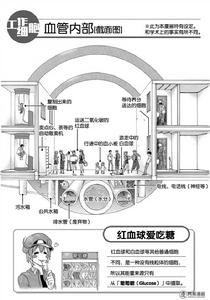 血管內部構成