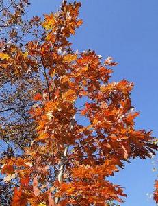 北美紅櫟
