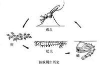 按蚊屬