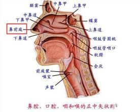 鼻前庭