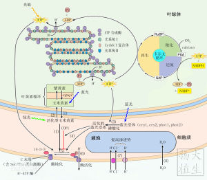 光形態建成