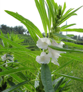 芝麻花