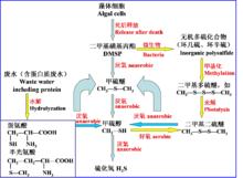 圖3 水中硫醇、硫醚類化合物的產生示意圖