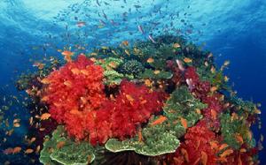 大堡礁各類珊瑚