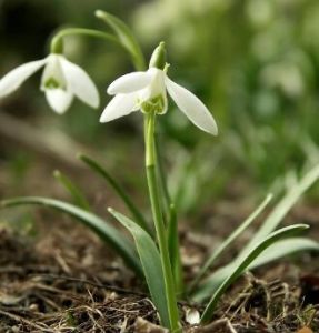 雪花蓮菜