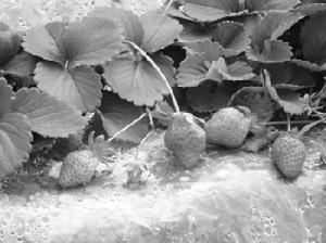 （圖）廣南縣板蚌鄉10餘畝草莓