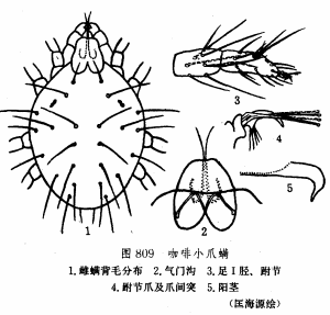 咖啡小爪蟎