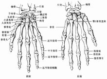 手骨