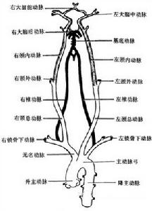 腦缺血性疾病