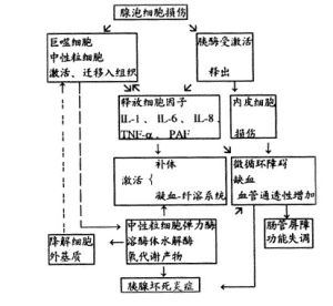 353x379<ele...>胰酶的激活與釋放:胰蛋白酶