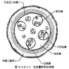 棘球蚴