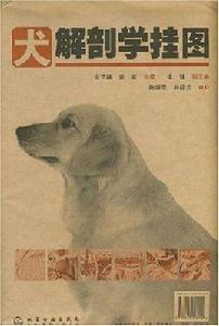 犬解剖學掛圖