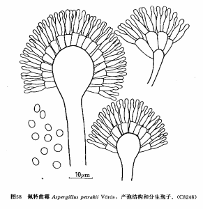 佩特麴黴