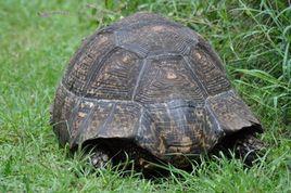 Tortoise[英文單詞]