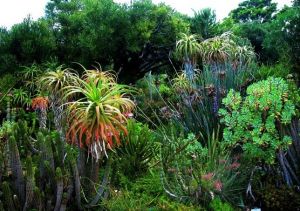 南非克斯騰伯斯國家植物園