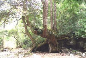 桃源洞國家森林公園