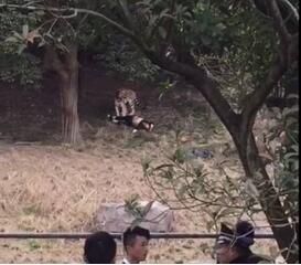 1·29寧波雅戈爾動物園老虎傷人事件