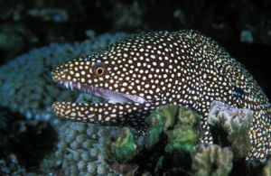 White-mouth moray 白口裸胸鯙