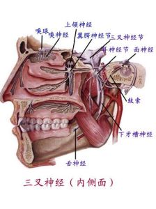 眶上神經痛