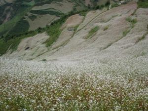 佑雅自然村自然資源－旱地