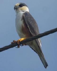 珠鳶