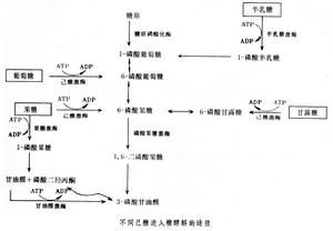 糖酵解