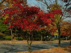 龍仁大學