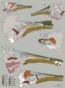 不同鳥類的頭骨復原圖