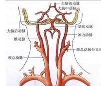 椎動脈三角