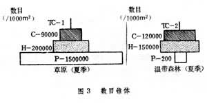 生態錐體