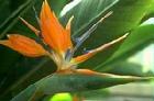 Strelitzia reginae