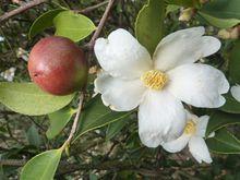 野生山茶花