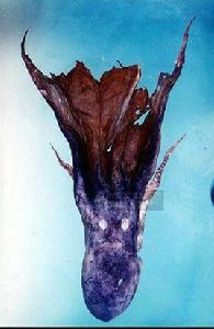 印太水孔蛸