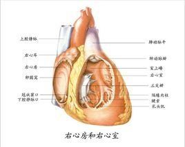 右心室