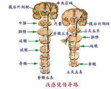 感覺傳導路