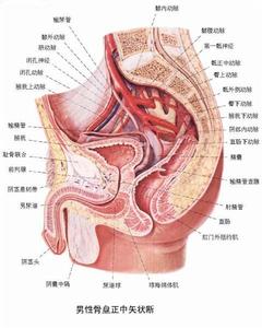 腎發育不良