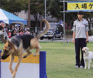 《實習警犬物語》