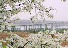 平陸黃河公路大橋