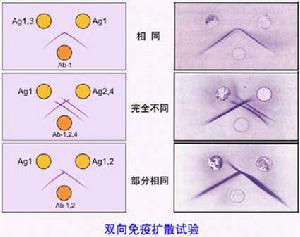 膜載體