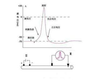 全或無現象