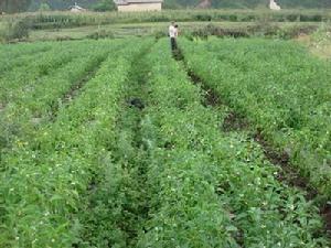 華義村辣椒種植業