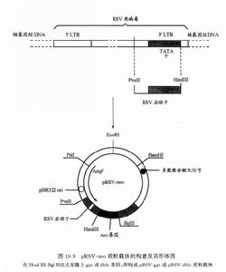 圖2