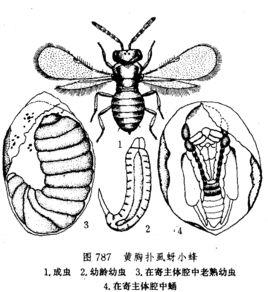 黃胸撲虱蚜小蜂
