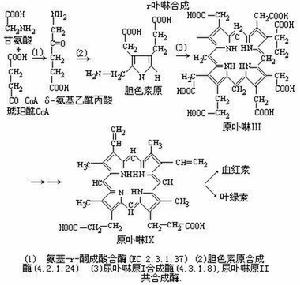 卟啉合成